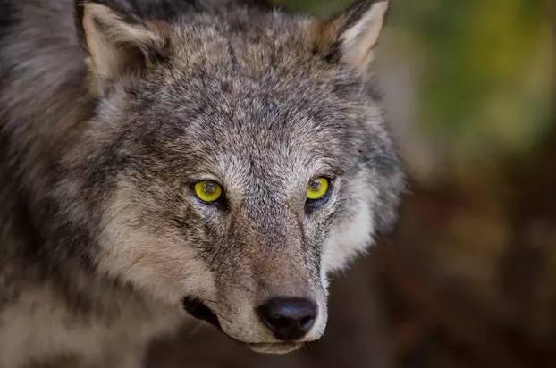 Wolves - Standard Play