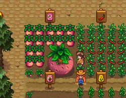 || Stardew Valley Expanded ||